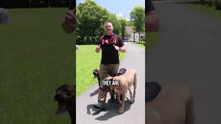 3 Stages of Heat Stroke In Your Dog!