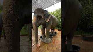 Rescued Elephants Thrive in Peace at the Forest Conservation Sanctuary