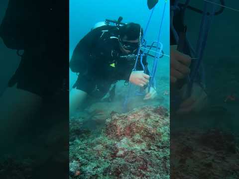 Clearing underwater explosives | Royal New Zealand Navy