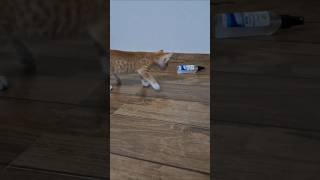 cute kitten |#ytshorts #youtubeshort #adventureofcat #cat #meowcat