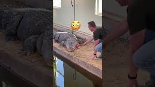 My Alligator Eats A $79 Steak! 🥩🐊 #shorts #alligator