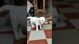 Tail Movements Of Lab Puppy #labrador #lab #puppies