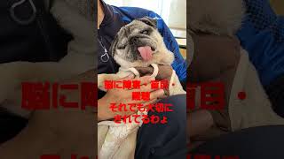 脳障害でも溺愛中#認知症犬 #pug #shorts