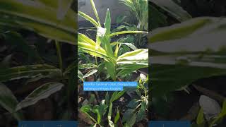 pengaruh curah hujan tinggi terhadap tumbuh kembang tanaman obat. #tanamanobat #tanamanherbal