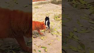 Playing #dog #dogvideo #dogfunny #doggielife