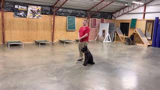 (PP) Pursuing Chasing Grabbing "Xan" 9 MO Giant Schnauzer Confident Fighting Drive W/ Happy Attitude