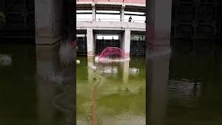 MENJALA ikan bareng teman teman #jala #mancing #ngejalaikan #fish