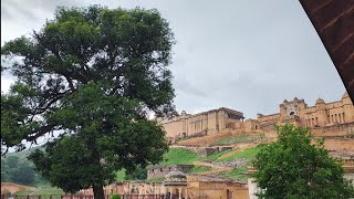 Royal Amer fort and magnificent Mango tree