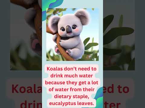 Amazing Facts about Koalas. #shorts #koaladay