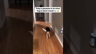 Epic bed heist! #doggoals #slybeagle #dreamingpaws #CozyPets #labradorbeds #dogantics