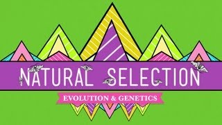 Natural Selection - Crash Course Biology #14