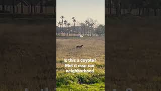 散步遇到郊狼 Met a coyote near our neighborhood