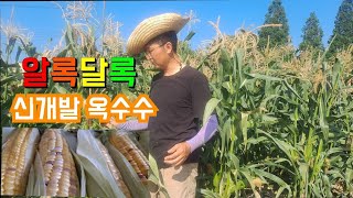 📢특보신개발 #알록달록옥수수 단맛이최고