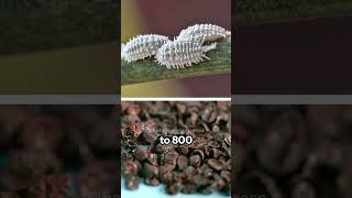 The Cochineal Bug | A Tiny Red Wonder
