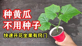 黄瓜这样种，快速开花坐果，无需种子繁育，扦插繁殖黄瓜有方法！/ How to Propagate Cucumbers by Cuttings？【黄瓜扦插】
