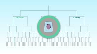How Stem Cells Differentiate