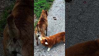 Playing #dog #dogfunny #dogvideo