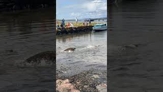 Rehabilitated seals are being released back into the wild!