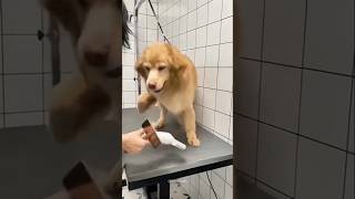dogs being idiots part 356 #funny #funnypets #lovegoldens #cutegolden #funnyanimals #petvideos #cute