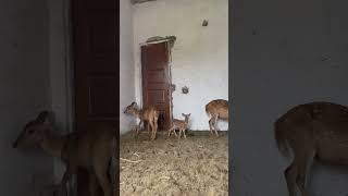 Chital deer spotted safari #tamedwild #deer #chital #spotteddeer #chitaldeer #hogdeer #antlers #baby