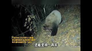 好命苦的野生大熊猫两个耳朵快被咬没了合理怀疑是七仔干的秦华和八仔协助的大熊猫神奇动物在抖音来这吸熊猫动物的迷惑行为野生动物零距离