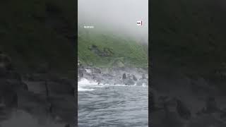Panicked sea lions dive into water during earthquake