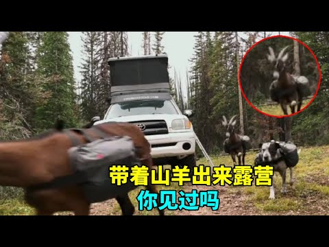 带着山羊出来背包露营的你见过吗山羊自己背包一路上一边吃一边走