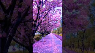 কলিজা শীতল করা কোরআন😍 তিলাওয়াত #shortvideo #shorts #short