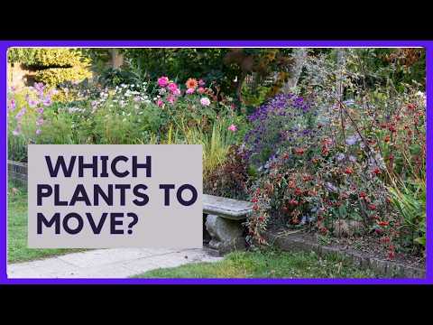 7 Warning Signs That Your Plants are BEGGING to be Moved