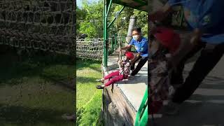 berani naik flying fox di safari puncak