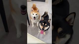 Try Not to Laugh  #petcomedy #funny#comedyshorts