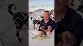 幸福的一家子 #暖阳与流浪狗的故事 #大熱門 #流浪狗 #毛孩子 #流浪动物救助 #萌宠 #黃狗 #原创视频
