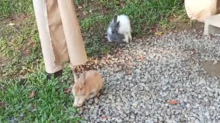 #兔 #兔子#discovery #赫利豐岳 #露營區 #野生動物 #親子露營  #親子活動 #親子 #gye #951 #一碗粥 #一碗小米粥 #野外 #野外露營 #小朋友 #大自然 #動物 #生態