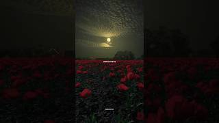 Tera chehra🙃🥰🥀. by|Arijit singh| from Sanam teri kasam. #shorts #trending #viralvideo #youtube