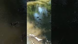 Ducks on the pond#shorts