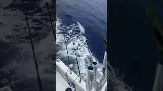 Here fishy fishy #hawaii #travel #fishing #viralvideo #funny #vacation #hawaiitravel #ocean