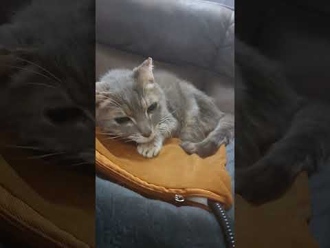 18歳。まだ元気😸