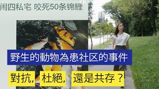 Singapore City Spotlight 新加坡城市真相 Ep5 - 野生动物为患社区的事件一再发生, 應該對抗，杜絕，還是共存？