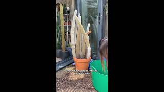 Look what happened when I repotted this 20 year old cactus 😮 #cactus #plantrescue #plants #cacti