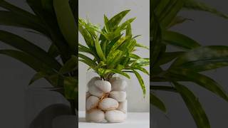 Dracaena Golden Milky Plant Decor 🌿  #shorts #viralvedio #viralshorts #trendingshorts #plantdecor
