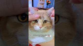 Custom pet clone only $189-$328🐱🐶#fyp #diy #pets #dog #cat #handmade #clone #woolfelting #art