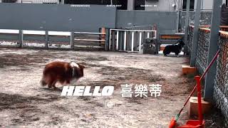 喜樂蒂牧羊犬/鹿和我們來囉^_^#愛犬住宿服務/全年無休#鹿和狗狗專屬旅館#陳董家網購商城#鹿大-鹿和訓犬讚#鹿和訓犬學校