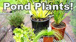 5 Common But **AWESOME** Garden Center Plants Perfect for **PONDS** Too!💦🐠🌿