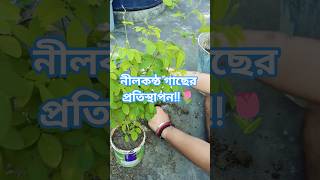 নীলকন্ঠ গাছের প্রতিস্থাপন এবং পুরনো গাছে রিপোর্টিং  🌱🪻🌺 #chadbagan #গাছেরপরিচর্যা #ছাদবাগান #ফুলগাছ