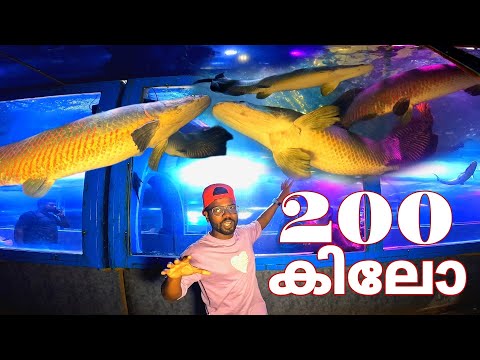 200 കിലോ ഉള്ള മീനുകളെ അക്വാറിയത്തിൽ ഇട്ടു വളർത്തുന്ന അപൂർവ കാഴ്ച കാണാൻ പോയപ്പോൾ|200 kilo Giant arapa