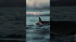 Epic Winter Orca Hunt: Nature's Greatest Show on Earth!
