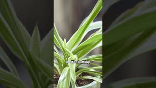 Spider Plant: Your Green Buddy!  #plants #lowmaintenanceplants #airpurifyingplants