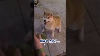 【現吃柴好吃！】紅豆餅出爐 柴犬堅持現吃 被拒絕耍賴不走｜寵物｜狗狗｜柴犬｜貪吃｜紅豆餅｜可愛