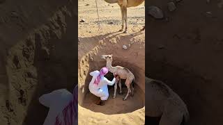 A Mother Camel Saves Her Trapped Calf with the Help of a Man! #animals #rescue #humanity