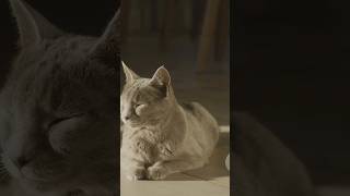 5 Purr-fectly Fun Facts About Cats! #Cats #FunFacts #CatLovers #PetFacts #FurryFriends #CatLife